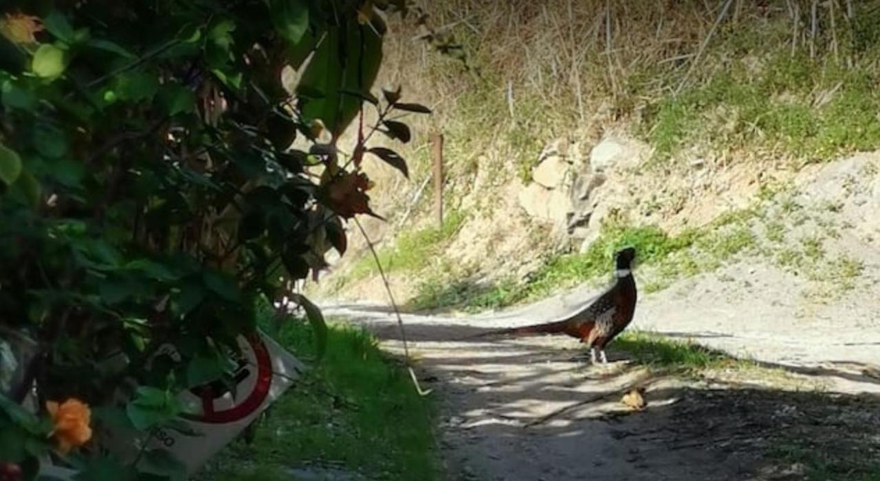 Romantic Casa Lorenzina Affittacamere Ventimiglia Eksteriør bilde